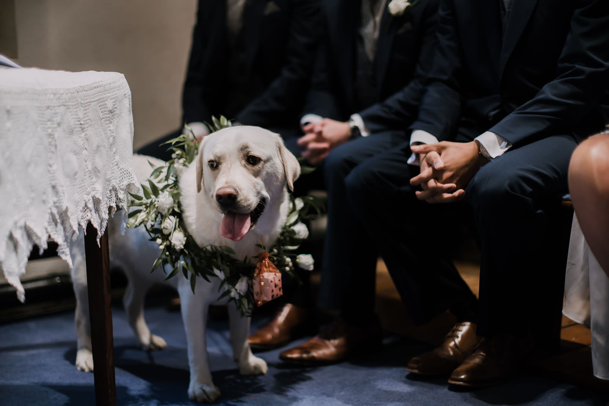 How to pick the ideal Wedding ceremony Dog Collar post thumbnail image