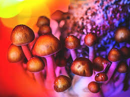 The very best secret fresh mushrooms can be found in Shrooms dc post thumbnail image